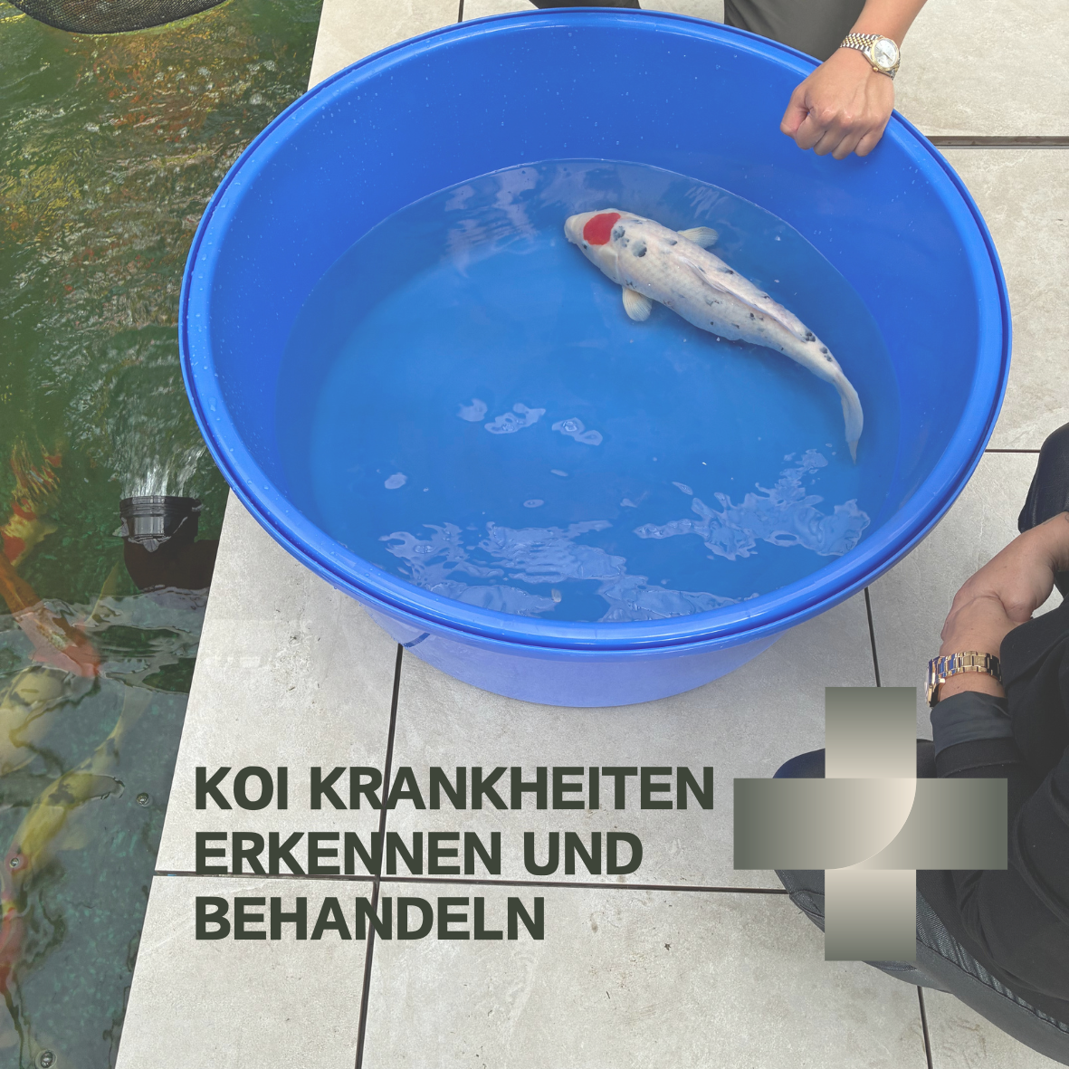 Koi Krankheiten erkennen und behandeln