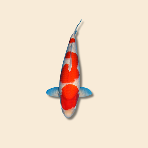 Koi Champions Selection