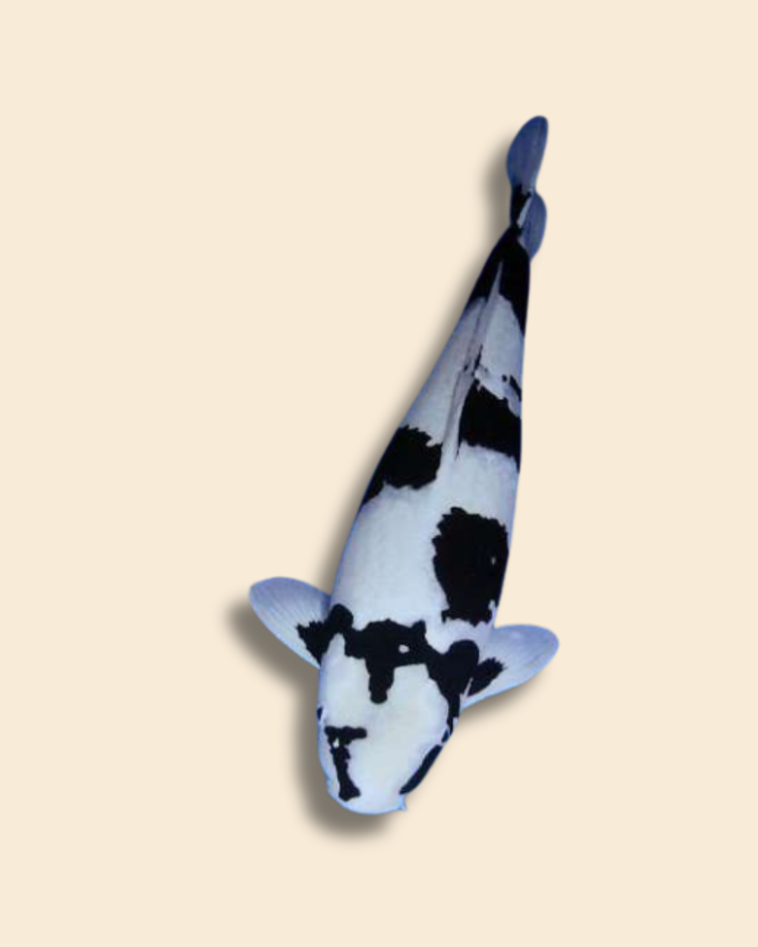 Koi Selection 50–150 €