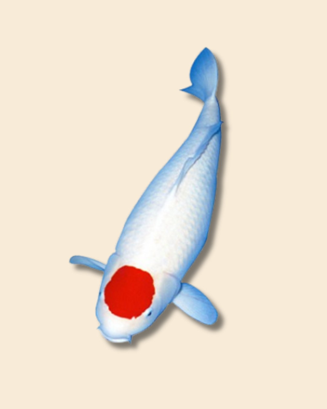 Koi Selection 150–250 €