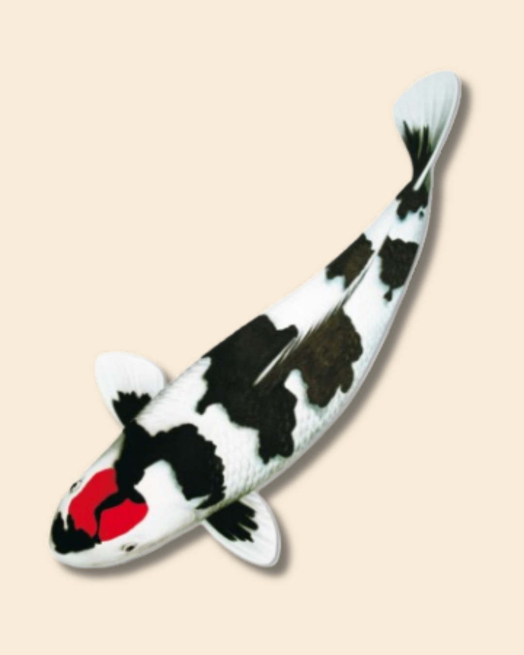 Koi Selection 250–Anfrage €