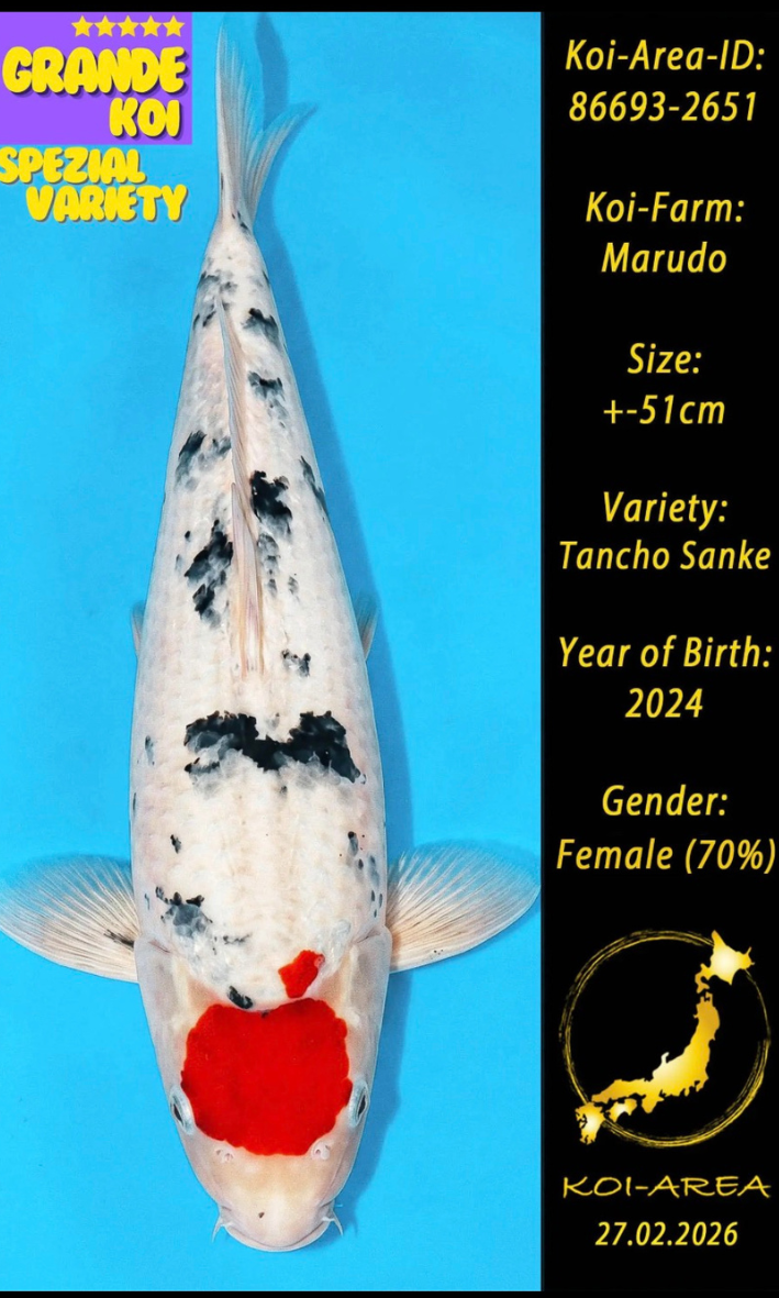 Tancho Sanke Show Koi 86693-2651