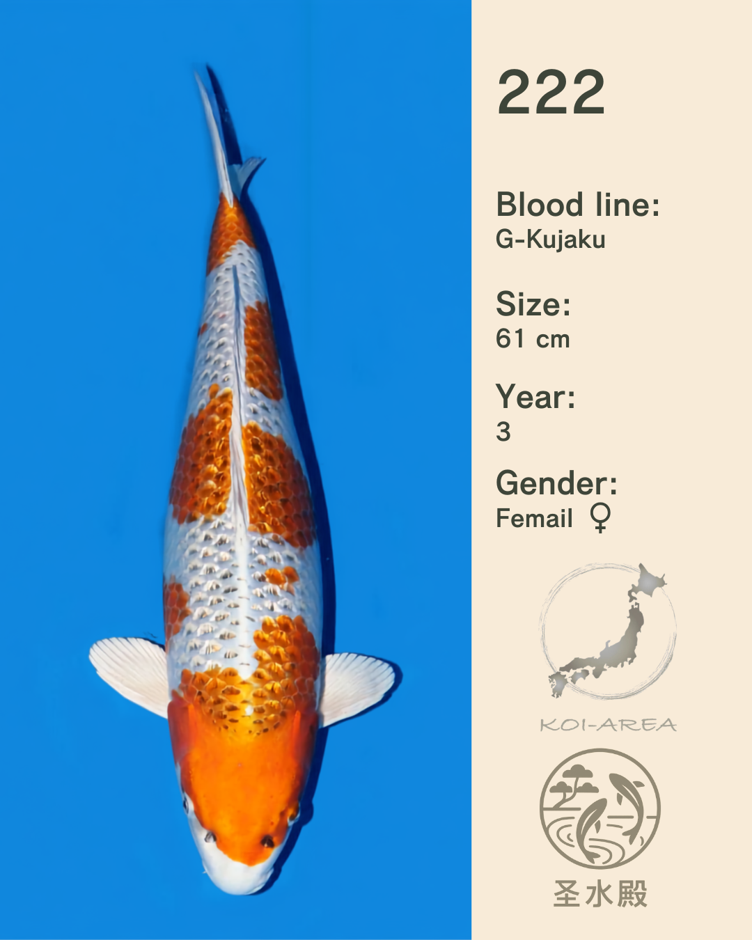 Show-Koi MA-222