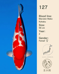 Show-Koi MO-127