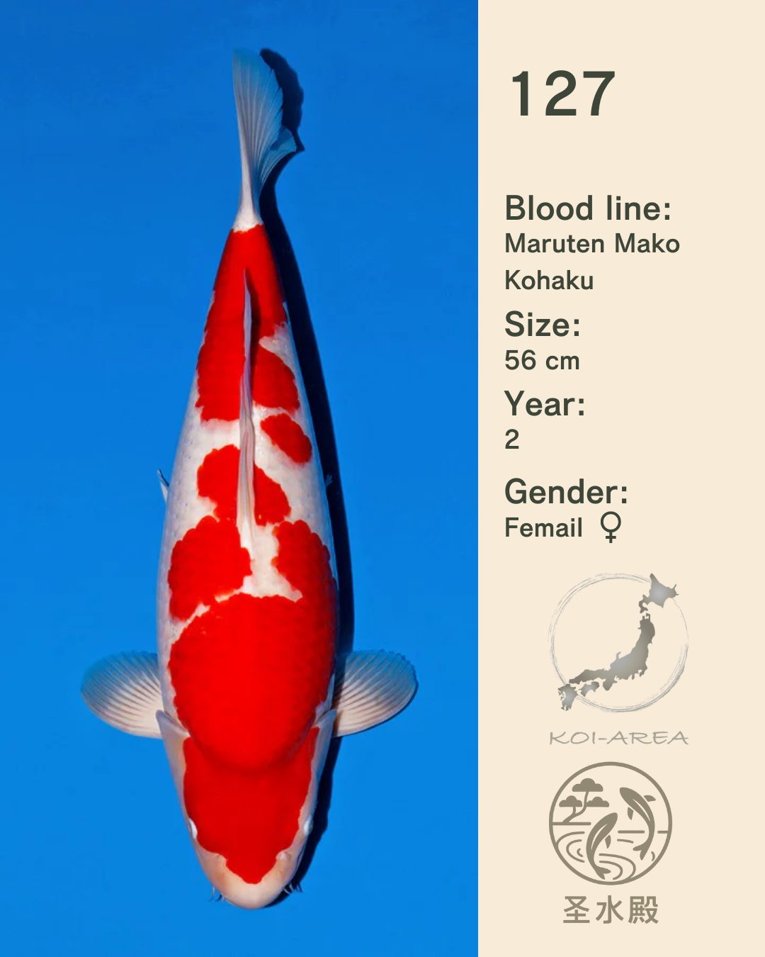Show-Koi MO-127