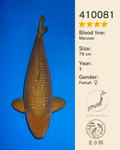 Show-Koi OG-081