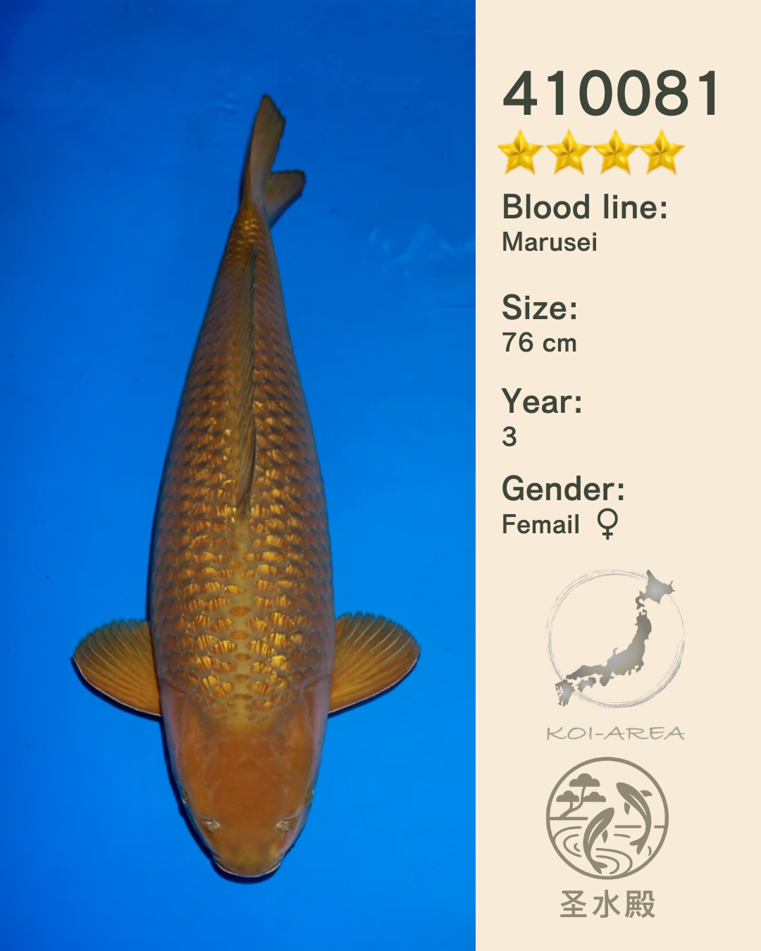 Show-Koi OG-081