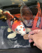 Koi Kekse