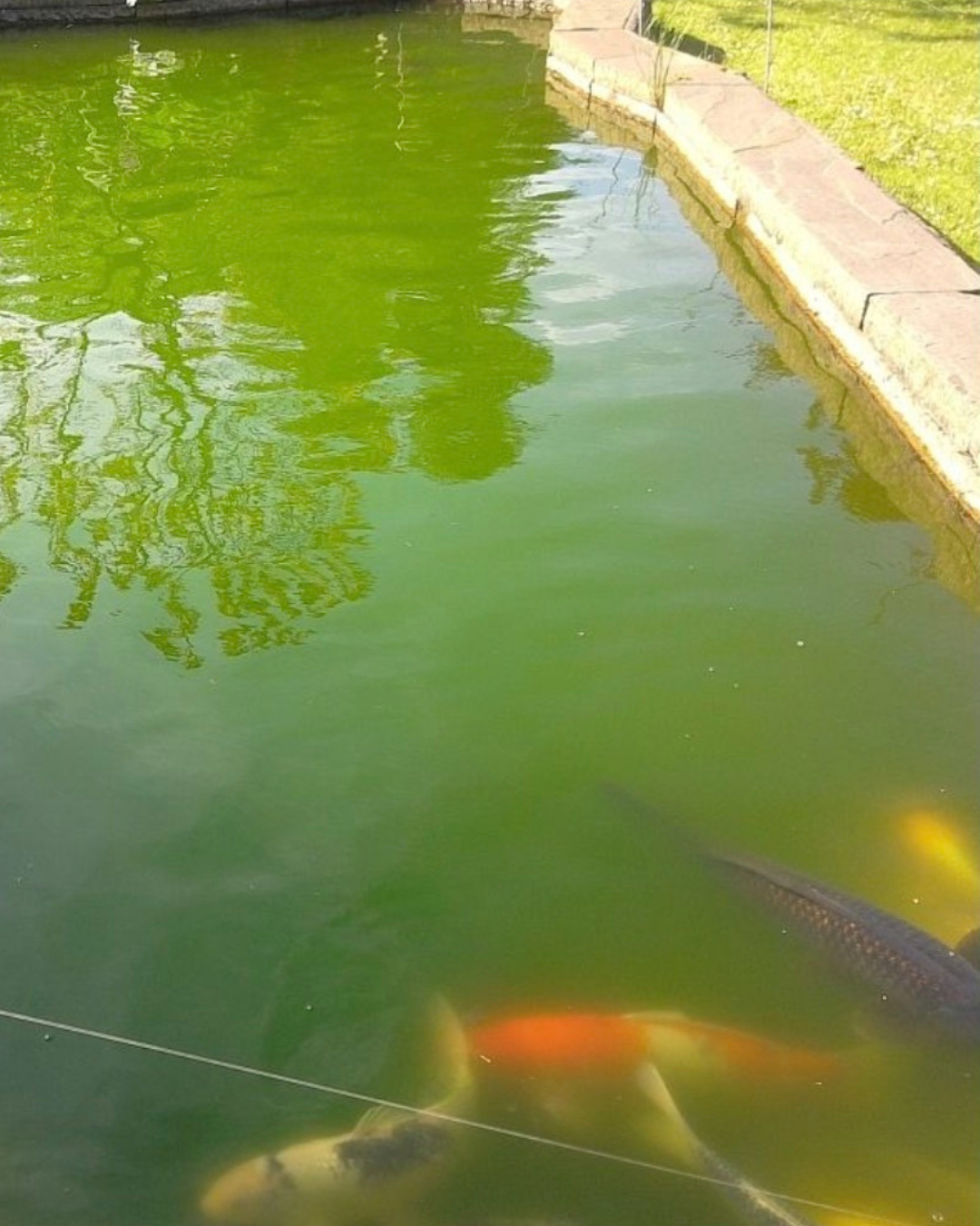Teich-Klar