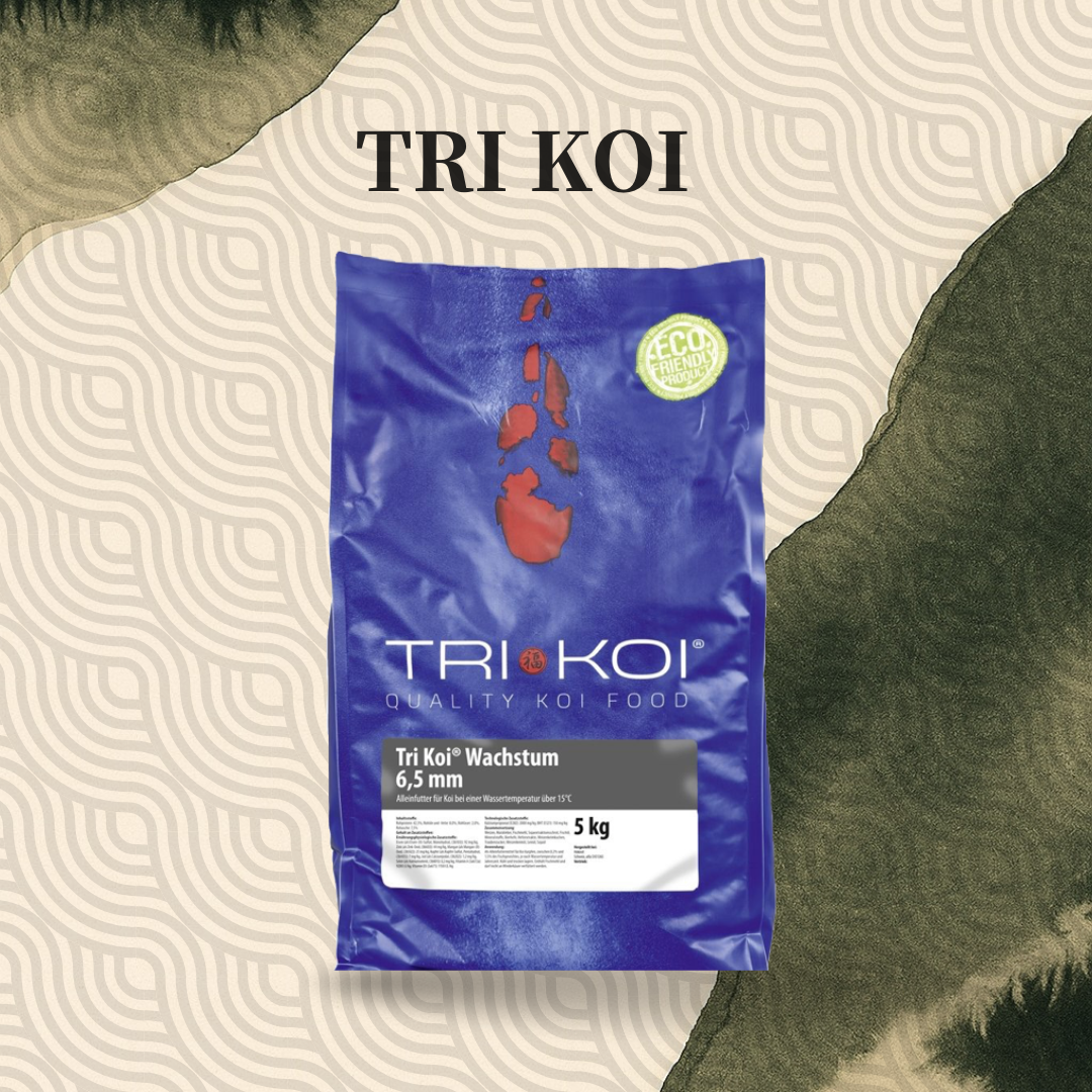 Tri Koi Wachstum